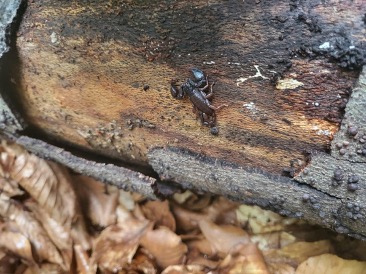 Euscorpius carpathicus (scorpion)